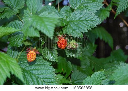 Salmonberries are beautifully colored and are native to Alaska