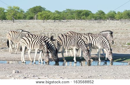 Zebras