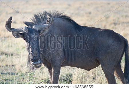 Antelope Gnu