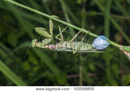 praying mantis, mantises are pro eggs on a tree branch