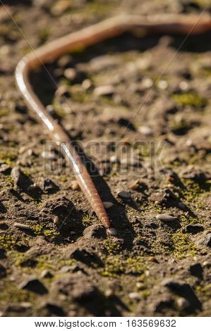 Earthworm lombricus terrestris also know as lob worm nightcrawler and dew worm