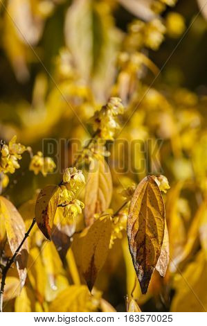 Chimonanthus praecox wintersweet Japanese allspice flowering plant in the genus Chimonanthus of the family Calycanthaceae native to China.