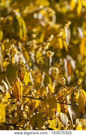 Chimonanthus praecox wintersweet Japanese allspice flowering plant in the genus Chimonanthus of the family Calycanthaceae native to China.
