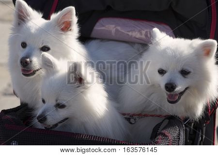 Three beautiful american eskimos in their loved stroller.
