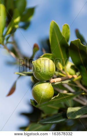 Macadamia nuts on the evergreen tree macadamia plantation - expensive fat nuts