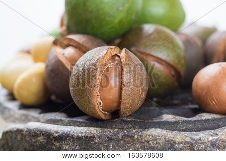 Macadamia nuts in shell harvest close up