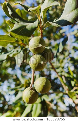 Macadamia nuts on the evergreen tree macadamia plantation - expensive fat nuts
