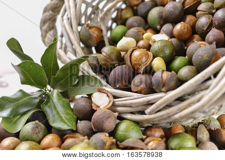 Macadamia nuts in shell harvest close up