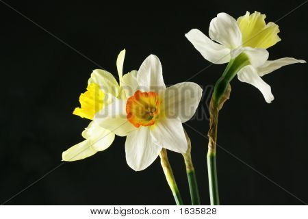 Narcis