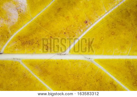 Closeup of yellow leaf like fish bone. Can use as background for your project.