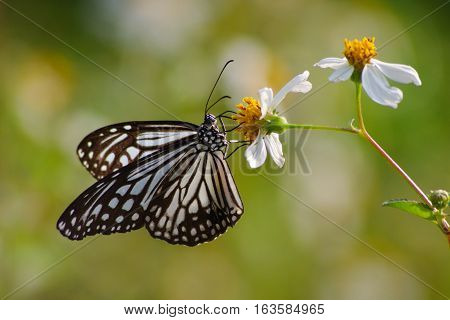 Butterfly with white wild daisy flowers with bright nature background