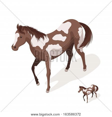 Isometric 3d vector illustration of pinto horses. Icon for web. Isolated on white background.