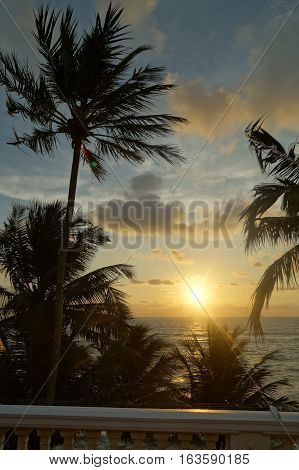 Sunset view over the sea in blue orange and yellow with palms in the foreground