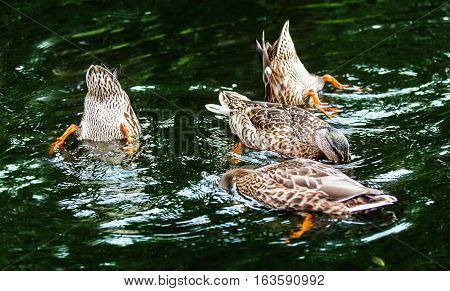 Wild ducks in a dark water in a park