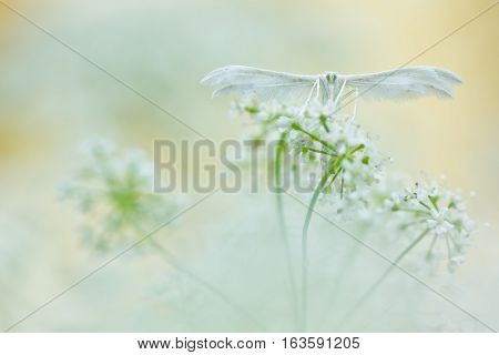 White butterfly on soft background. White plume moths Pterophorus pentadactyla in soft focus