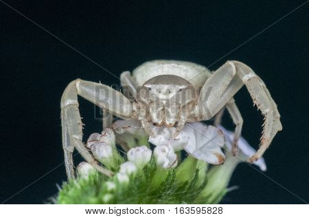 A macro photo closeup of a white crab spider