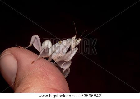 pink orchid mantis benign,mantis on thumb small and cute