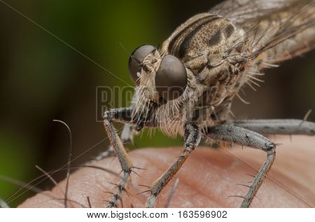 roberfly perched on a finger with a green background