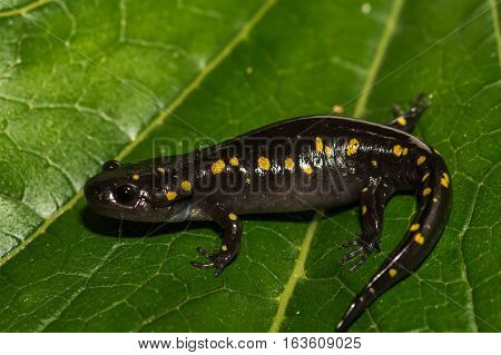 A close up of a Spotted Salamander isolated on a green leaf.
