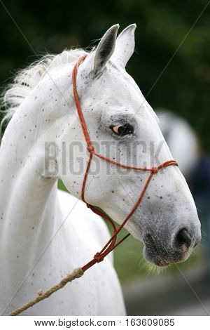 Purebred Young Lipizzan Horse Standing At Rural Horse Farm