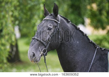 Horizontal Head Shot Of A Young Lipizzaner Horse Against Green Natural Background