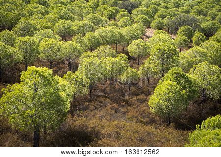 Europe Portugal Algarve Rio Guadiana Forest