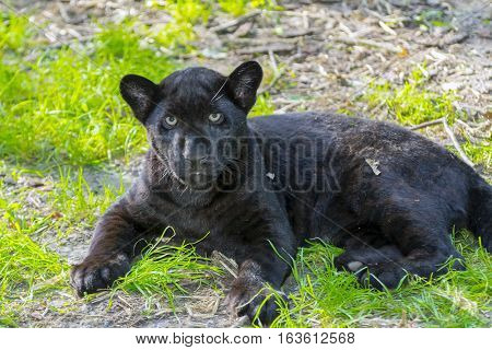 Young black jaguar - Panthera onca - in the green