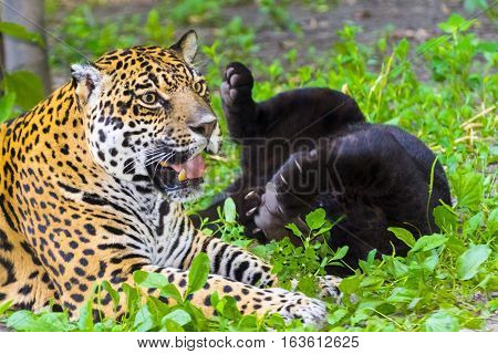 Young black jaguars is playing with her spotted mother - Panthera onca