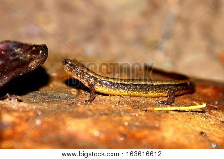 Southern Two-lined Salamander (Eurycea cirrigera) in an Indiana stream
