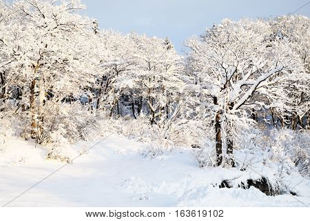 Beautiful snow covered trees in Japan with soft overcast sky. The scene of freshly fallen snow.
