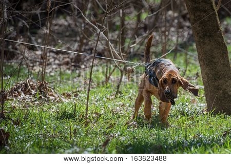 Bloodhound dog on long lead line tracking