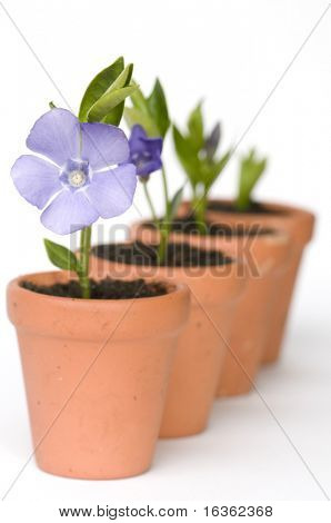 Flower development (periwinkle)