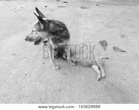 Stray mother dog feeding her cute little puppy which are sucking the milk.