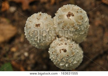 Fruiting bodies of the fungus aspergillus. Bialowieza Forest primary forest.