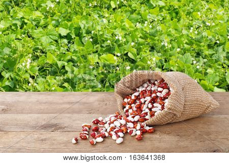 pinto beans in burlap bag. Dry kidney beans in burlap sack scattered on table with green blooming field on the background. Agriculture concept. Photo with copy space area for a text