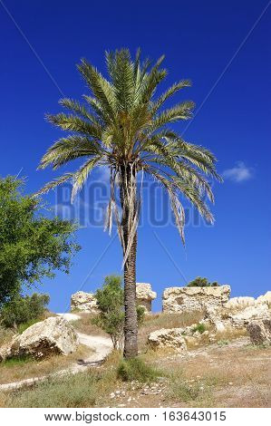 Remnants of the Crusader structures in the park of Ashkelon in Israel