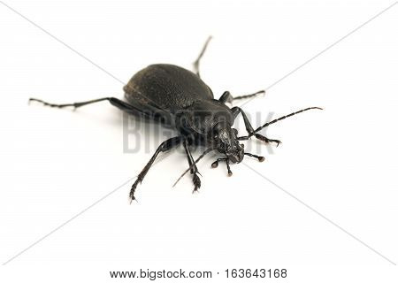 Runner Leatherback (coriaceus Carabus) a predatory beetle