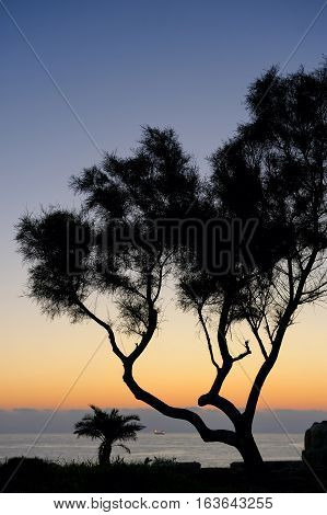 Palm trees and the Mediterranean Sea, Park of Ashkelon in Israel