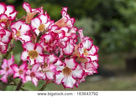 Pink azalea flowers to create a beautiful on nature background.