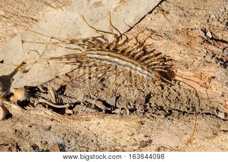 Closeup of the nature of Israel - Scutigera on the bark