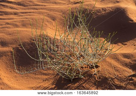 Desert plant with insect tracks in Wadi Rum desert Jordan
