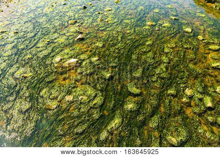 Water flowing over weed and stones in shallow river.