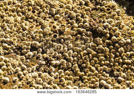 Acorn barnacle or Semibalanus balanoides living on rock. Close up or macro.