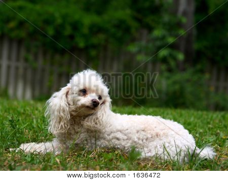 Pudel