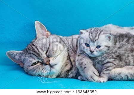 British shorthair black silver tabby spotted mother cat lying with young kitten on blue garments