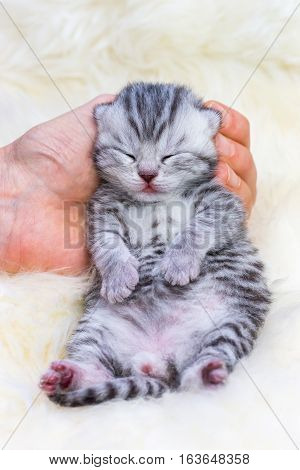 Newborn british shorthair silver tabby cat lying sleepy in hand on fur