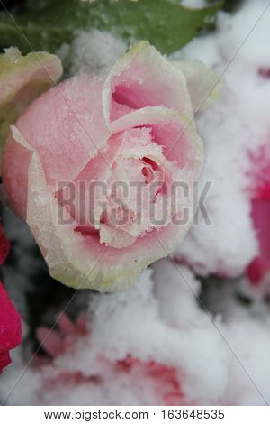 Rose in two shades of pink covered with snowflakes