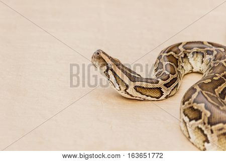 Big Reticulated Python or Boa on floor