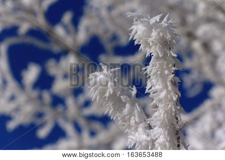 Frostbitten twig in frosty day with blue sky in winter