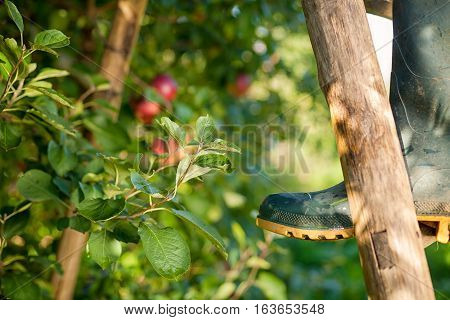 Farmer's boots on a brown wooden ladder